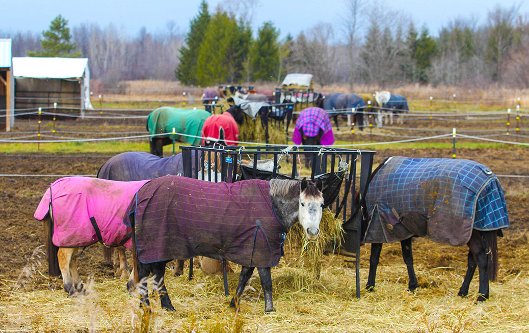Breakfast and Blankets at Stubbe Horse Farm in Richmond. Photo by Barry Gray.